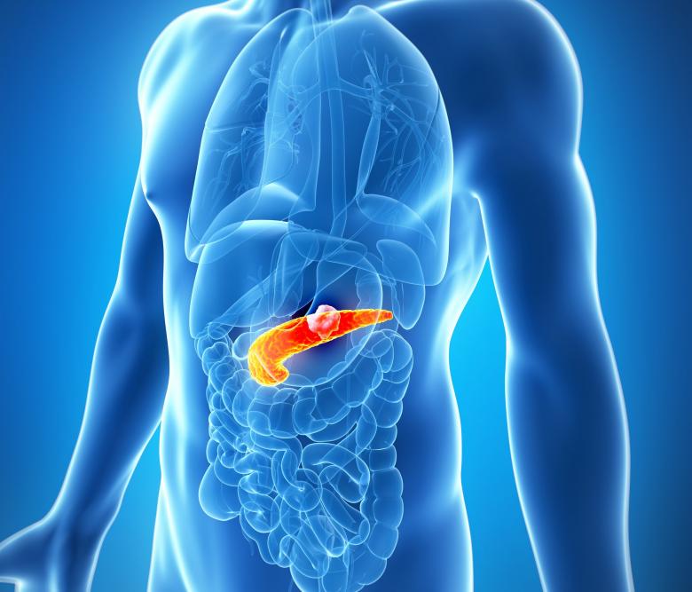 Pancreas serve in the human body